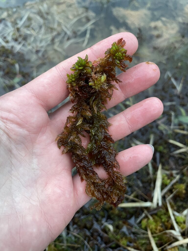 Sphagnum denticulatum