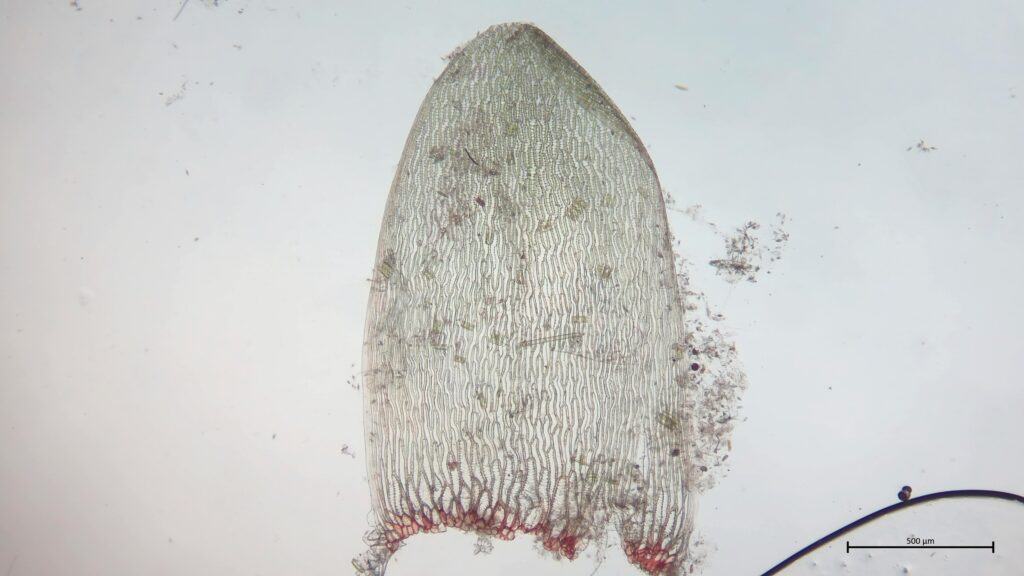 Stammblatt von Sphagnum denticulatum