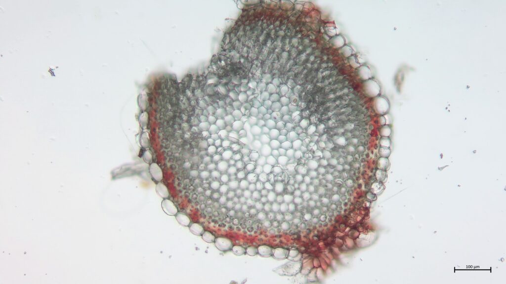 Stammquerschnitt von Sphagnum denticulatum