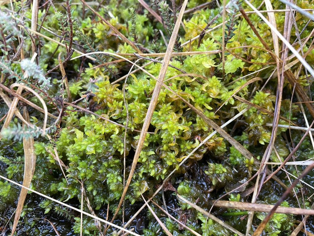 Sphagnum denticulatum
