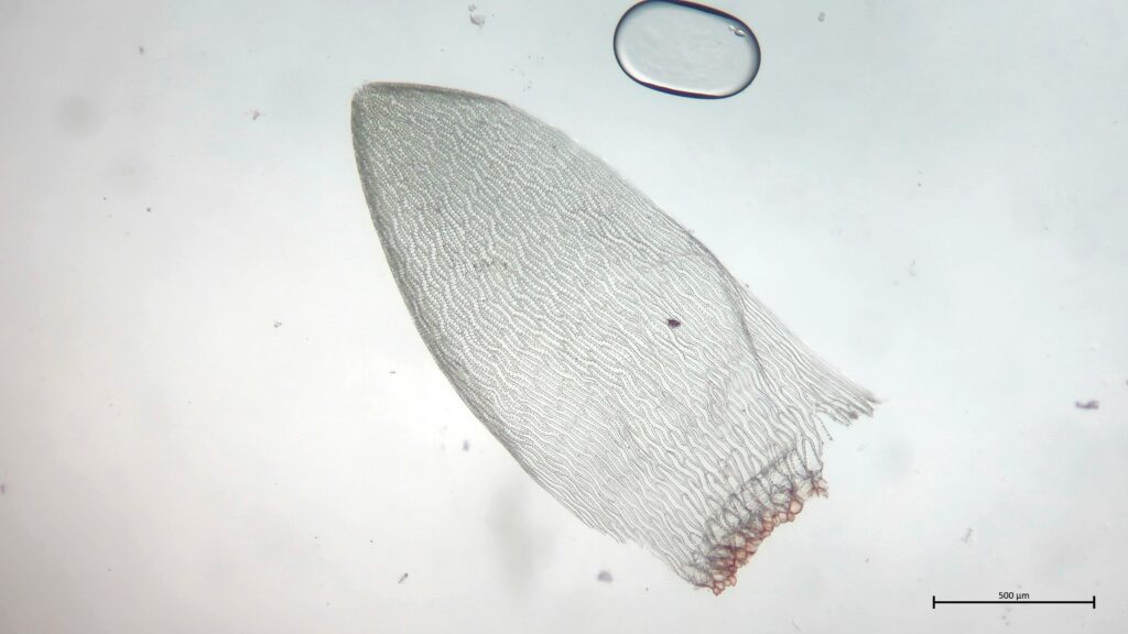 Stammblatt von Sphagnum denticulatum