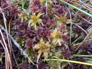 Sphagnum balticum