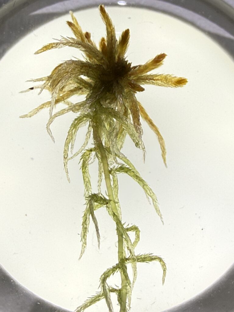 Sphagnum balticum