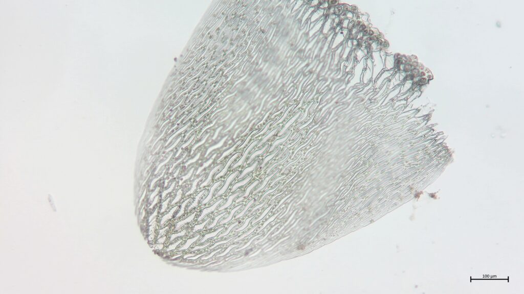 Stammblatt von Sphagnum balticum