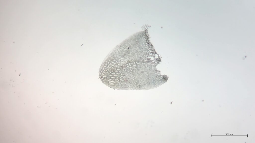 Stammblatt von Sphagnum balticum
