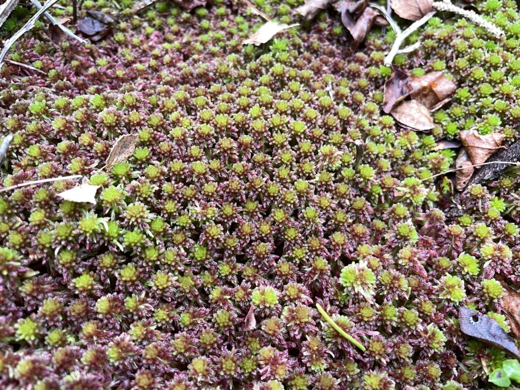 Sphagnum capillifolium