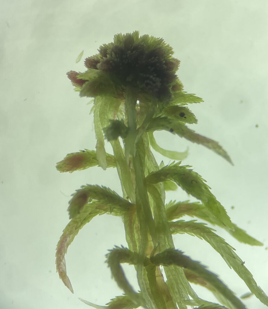 Sphagnum capillifolium