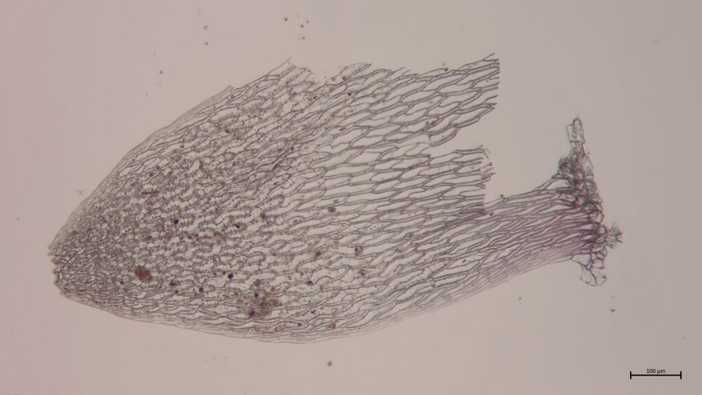 Stammblatt von Sphagnum capillifolium