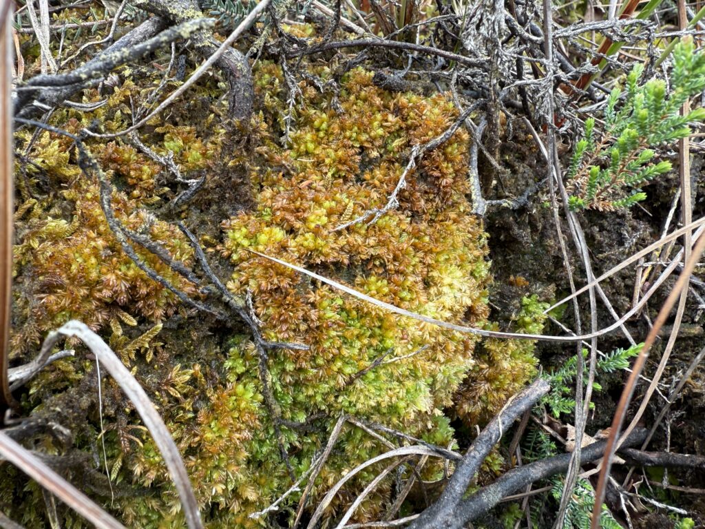 Sphagnum compactum