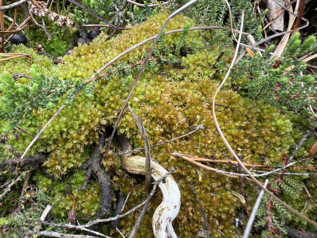 Sphagnum compactum