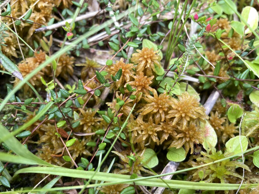 Sphagnum contortum