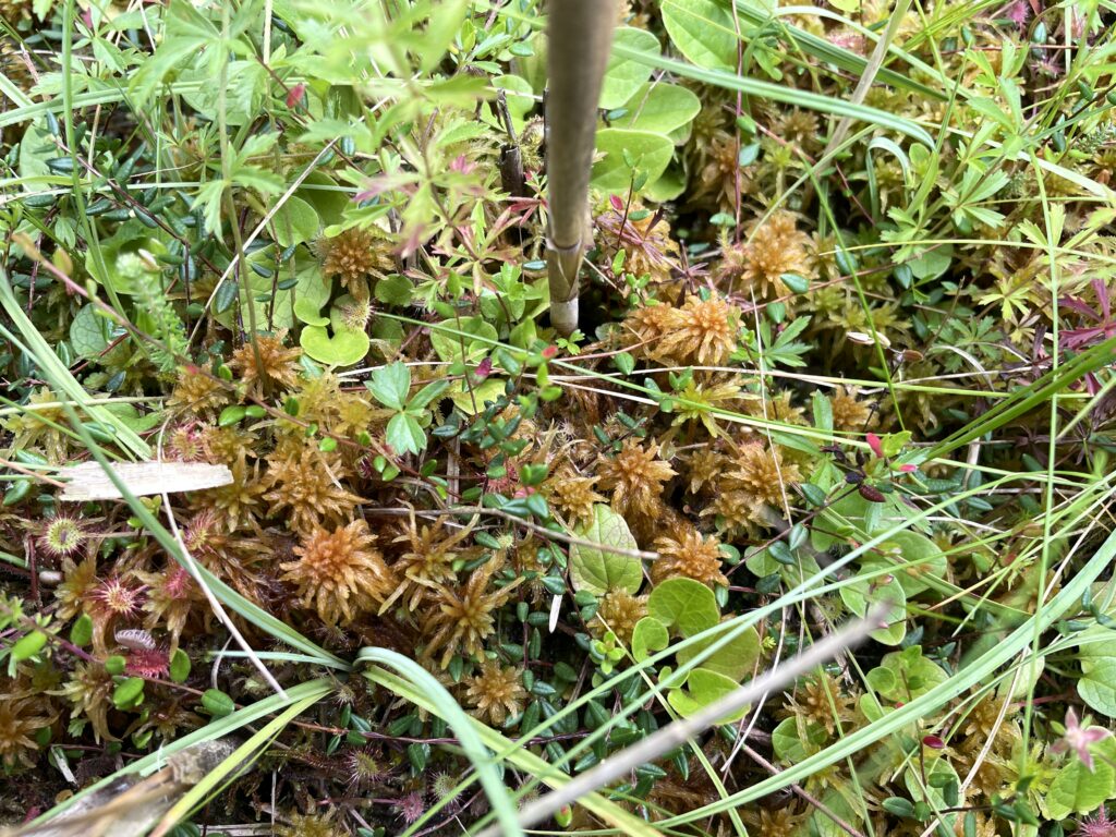 Sphagnum contortum