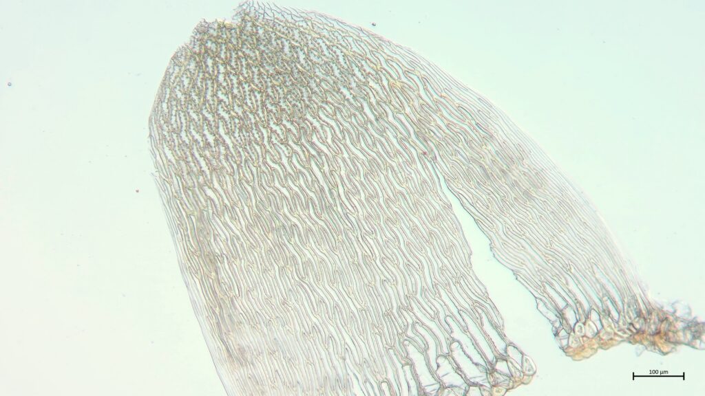 Stammblatt von Sphagnum contortum