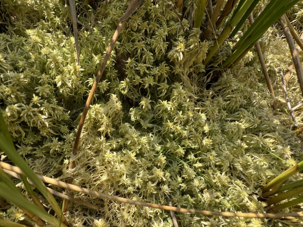 Sphagnum cuspidatum