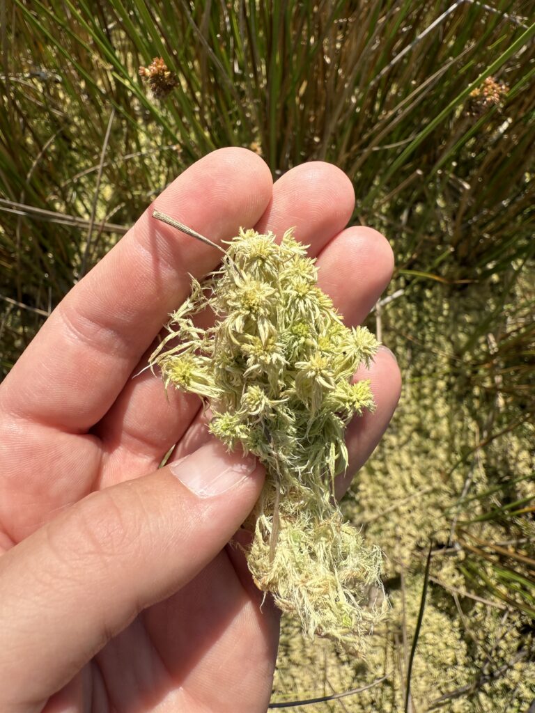 Sphagnum cuspidatum