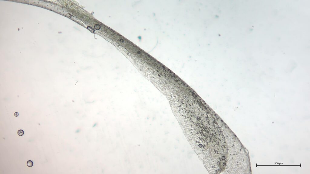 Astblatt von Sphagnum cuspidatum