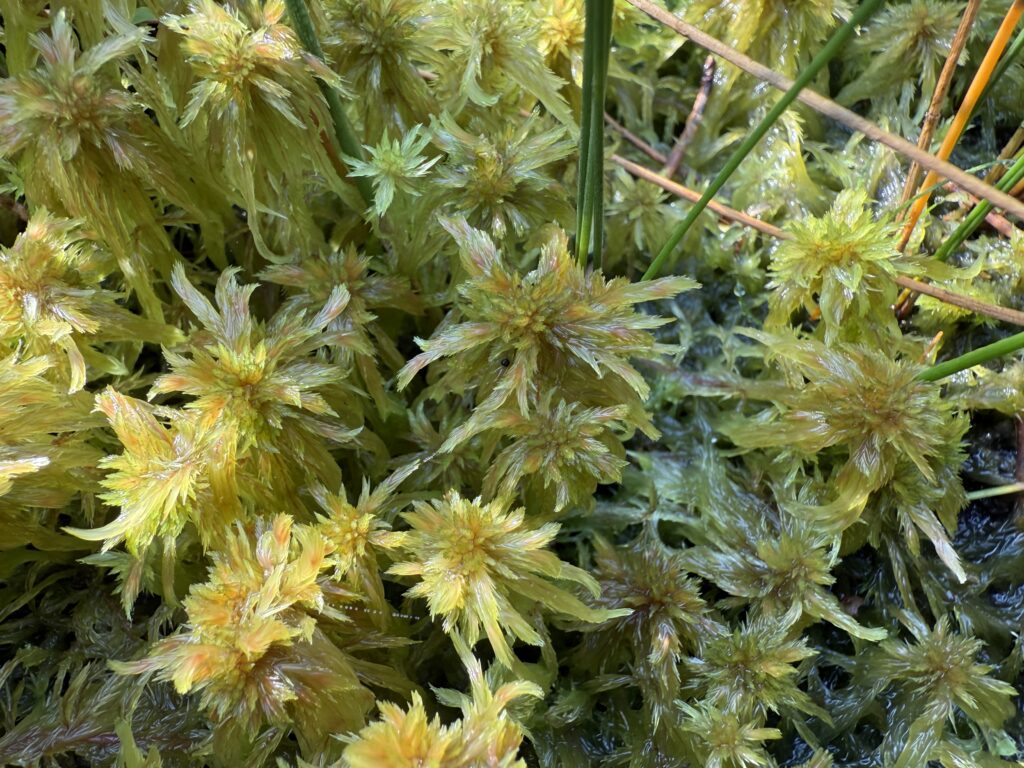 Sphagnum cuspidatum