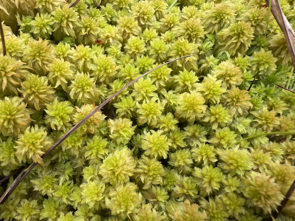 Sphagnum cuspidatum