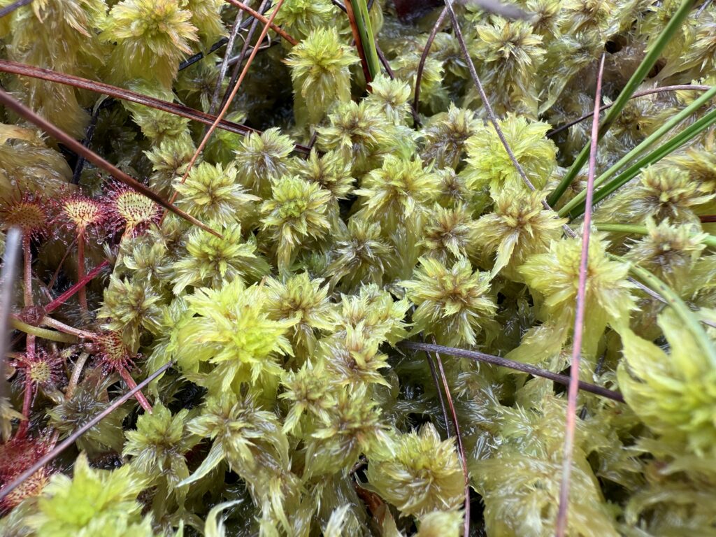 Sphagnum cuspidatum