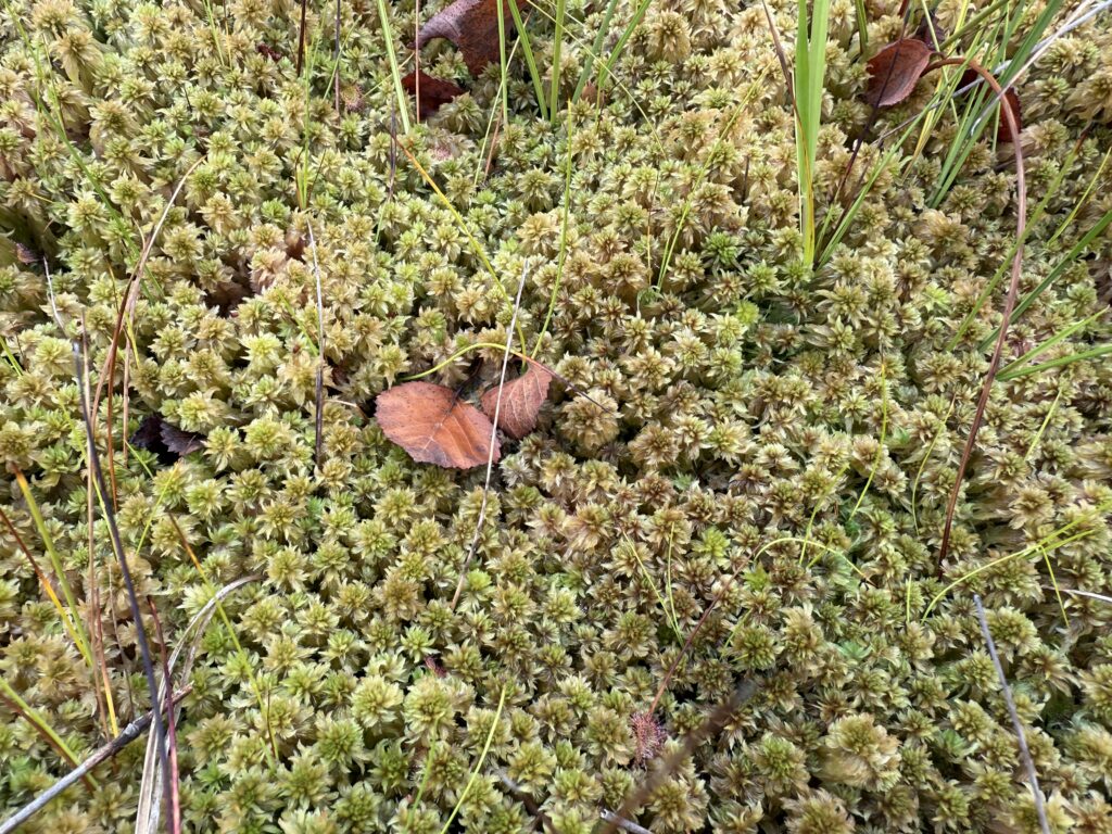 Sphagnum cuspidatum