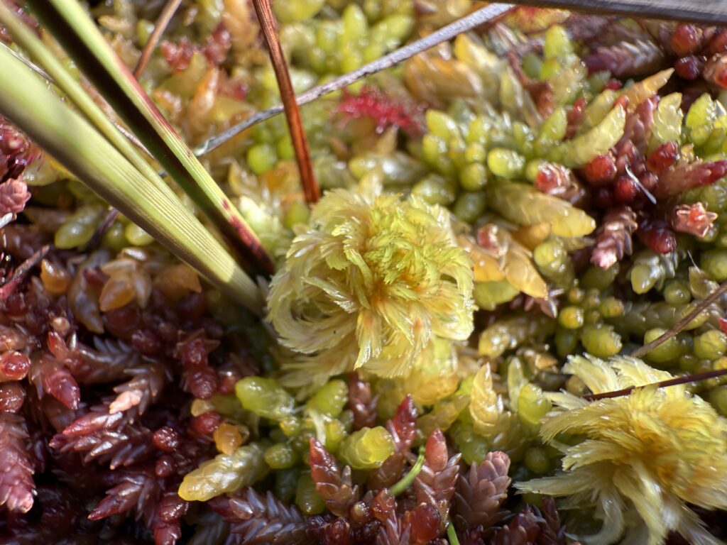 Sphagnum cuspidatum