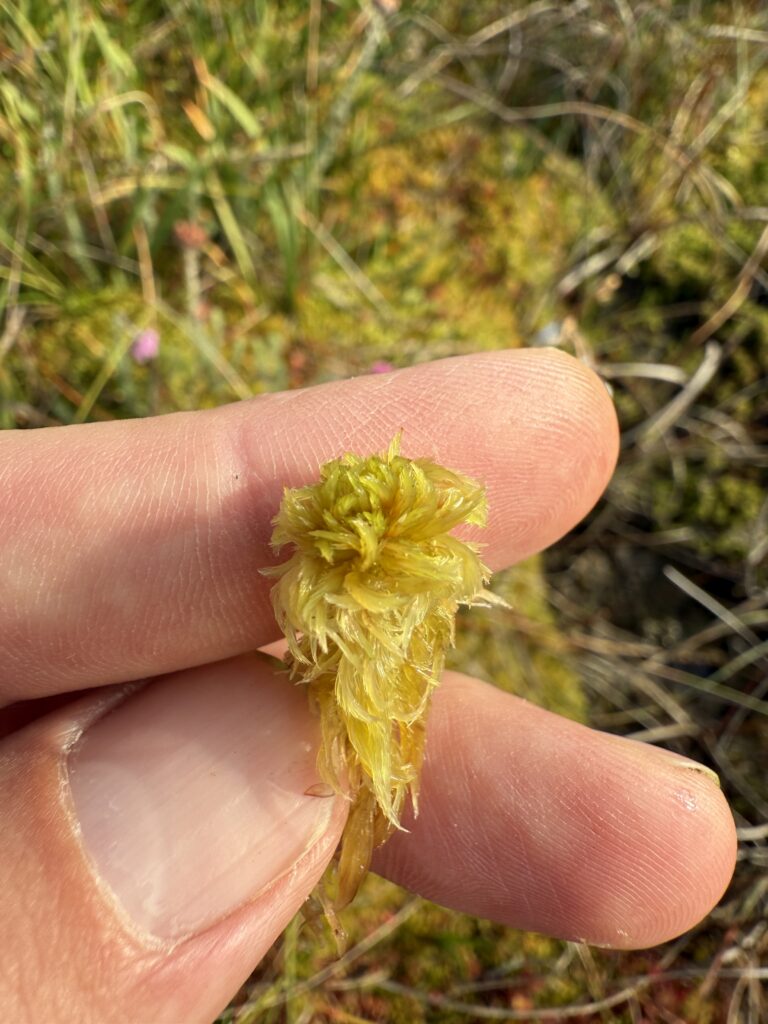 Sphagnum cuspidatum