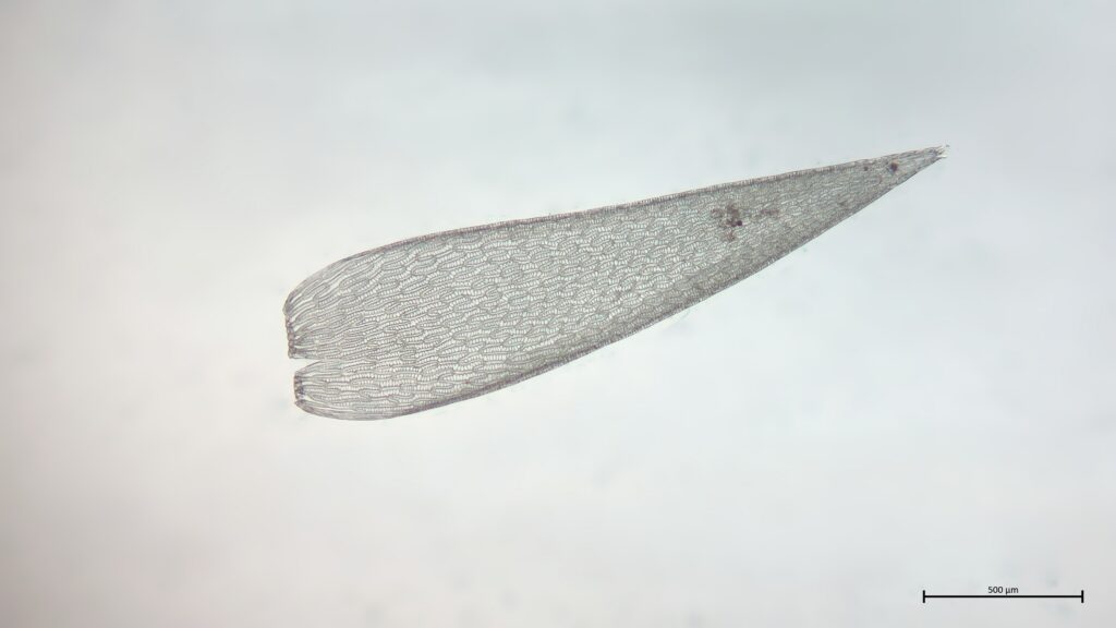 Astblatt von Sphagnum cuspidatum