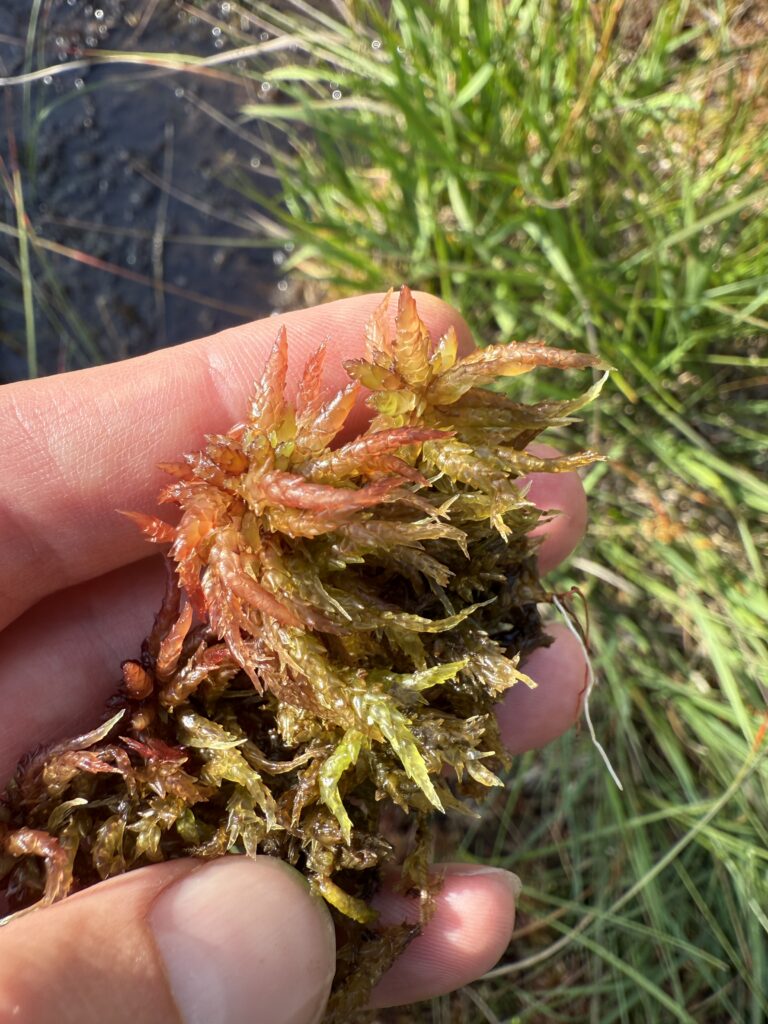 Sphagnum divinum