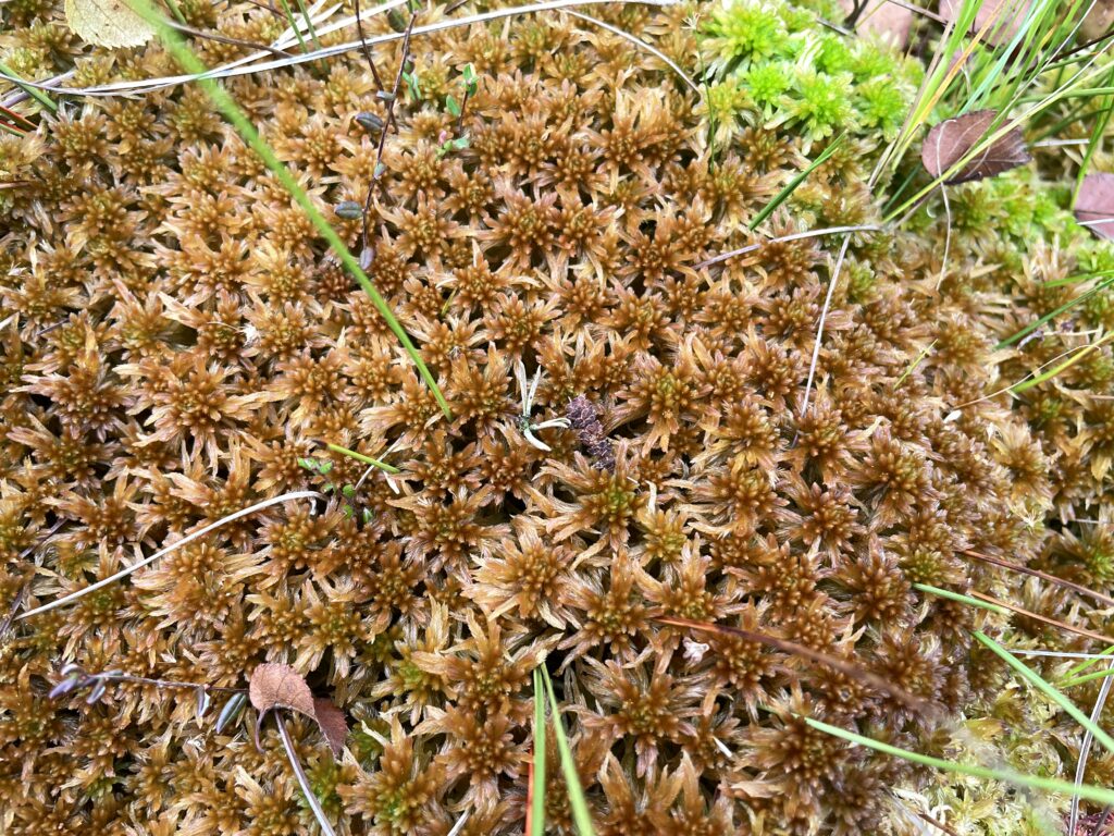 Sphagnum fallax
