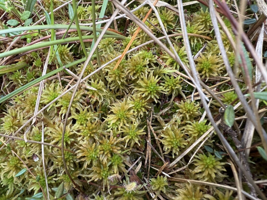Sphagnum fallax