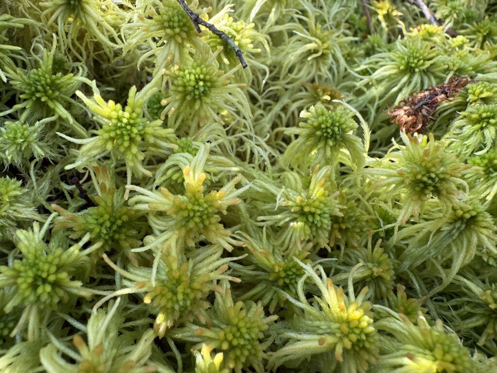 Sphagnum fallax