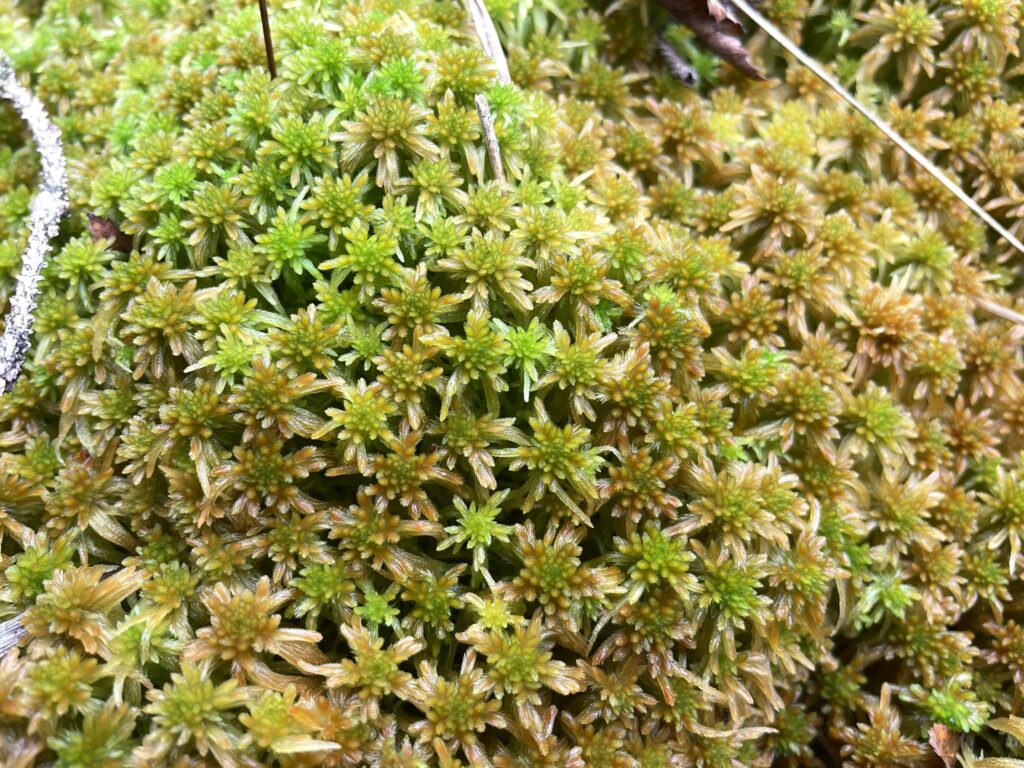 Sphagnum fallax