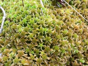 Sphagnum fallax