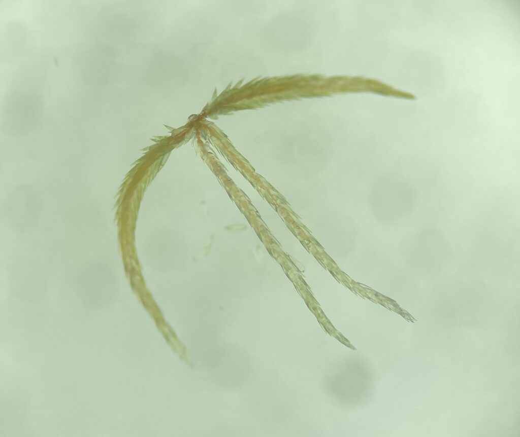 Faszikel von Sphagnum fallax