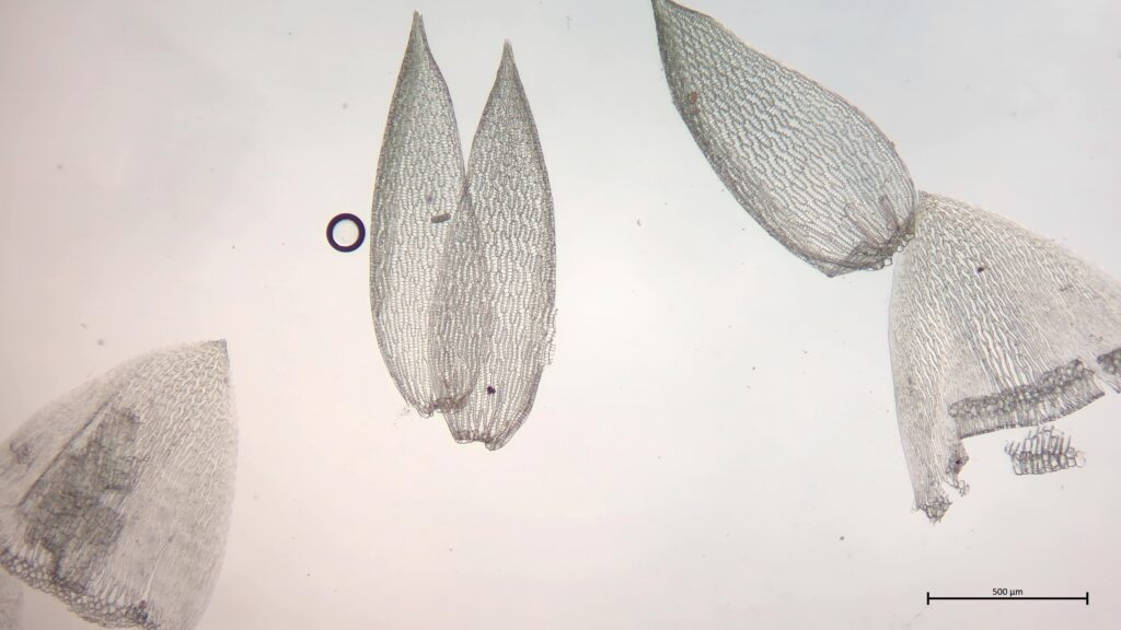 Ast- und Stammblätter von Sphagnum fallax