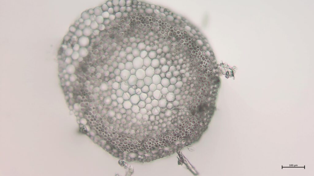 Stammquerschnitt von Sphagnum fallax