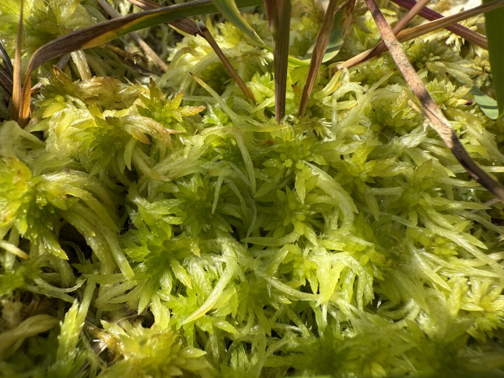 Sphagnum fimbriatum