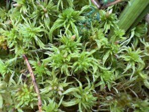 Sphagnum fimbriatum