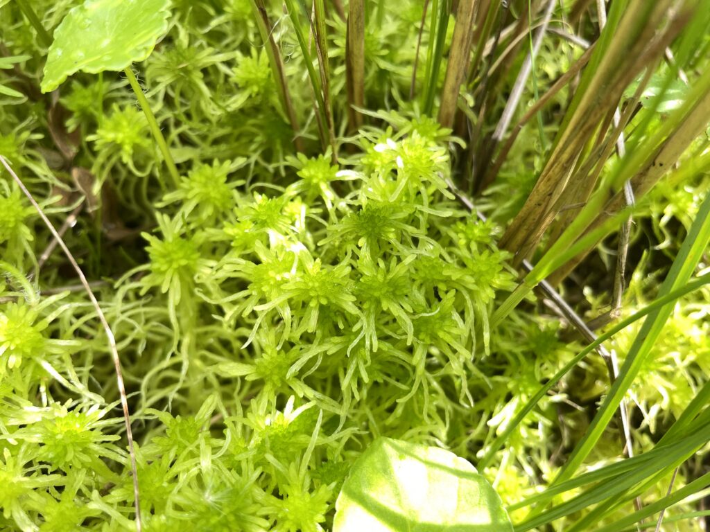 Sphagnum flexuosum
