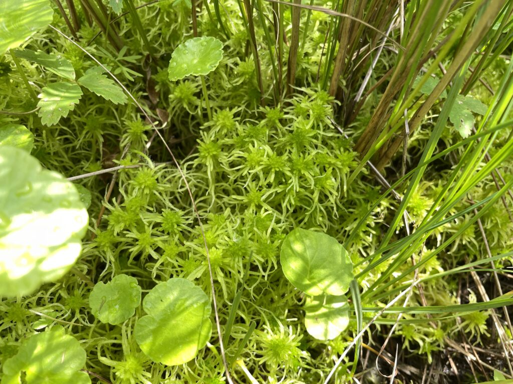 Sphagnum flexuosum
