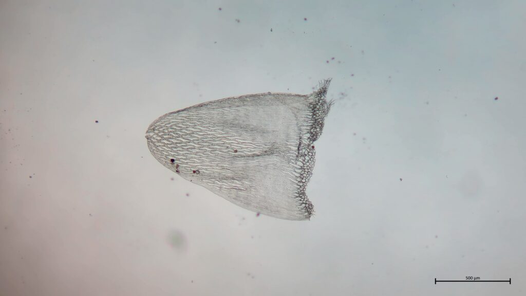 Stammblatt von Sphagnum flexuosum