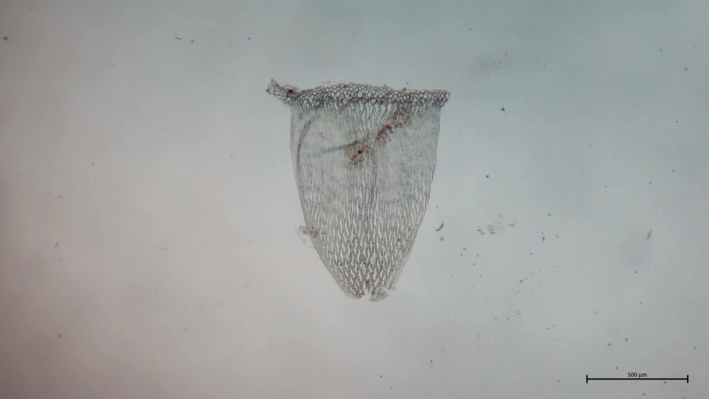 Stammblatt von Sphagnum flexuosum