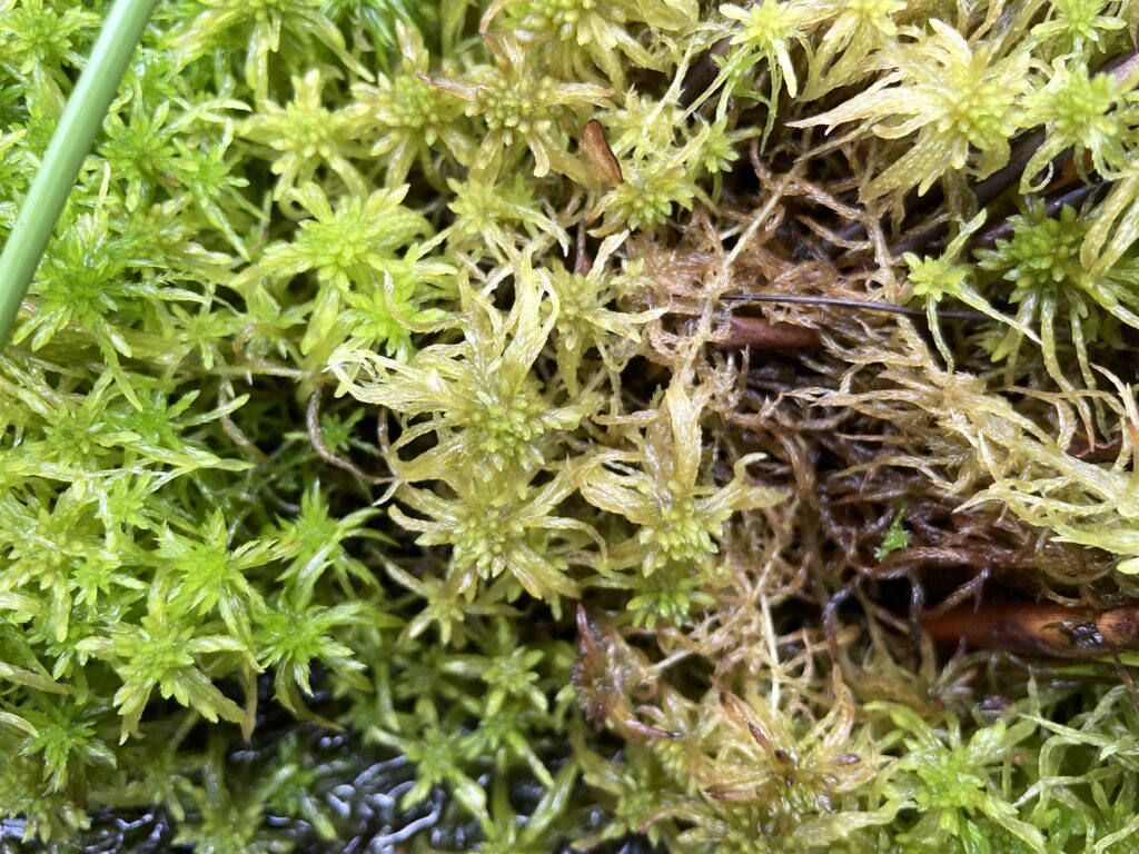 Sphagnum flexuosum