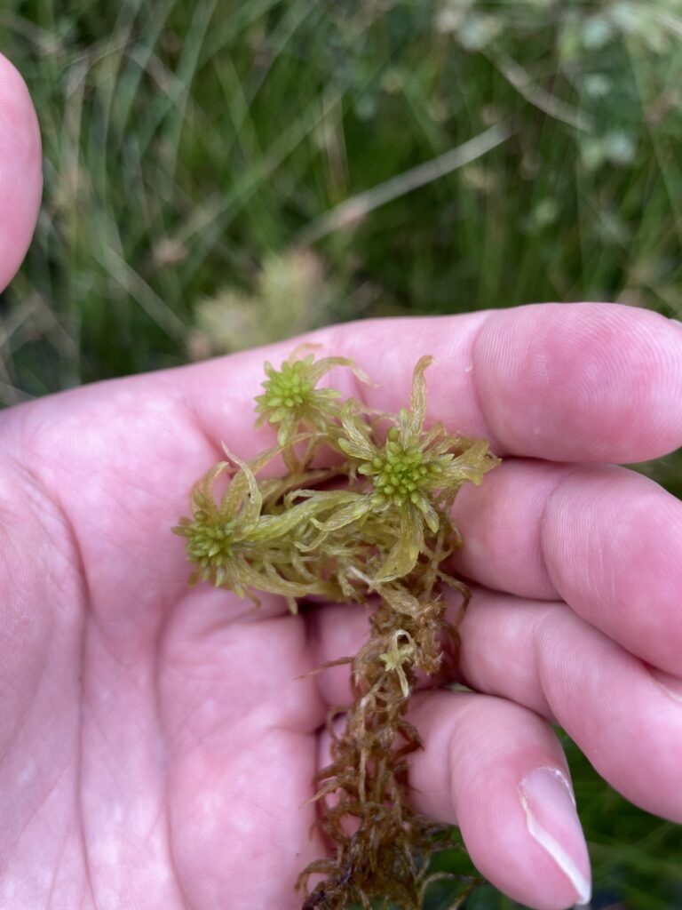 Sphagnum flexuosum