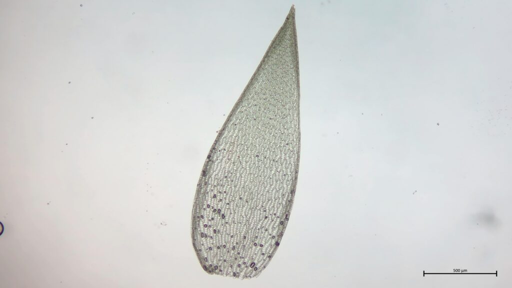 Astblatt von Sphagnum flexuosum