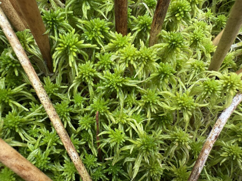 Sphagnum flexuosum