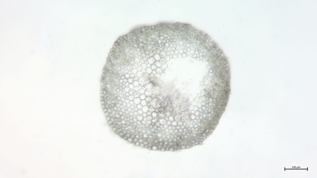 Stammquerschnitt von Sphagnum flexuosum