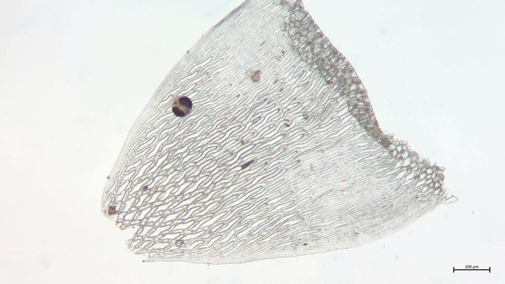 Stammblatt von Sphagnum flexuosum