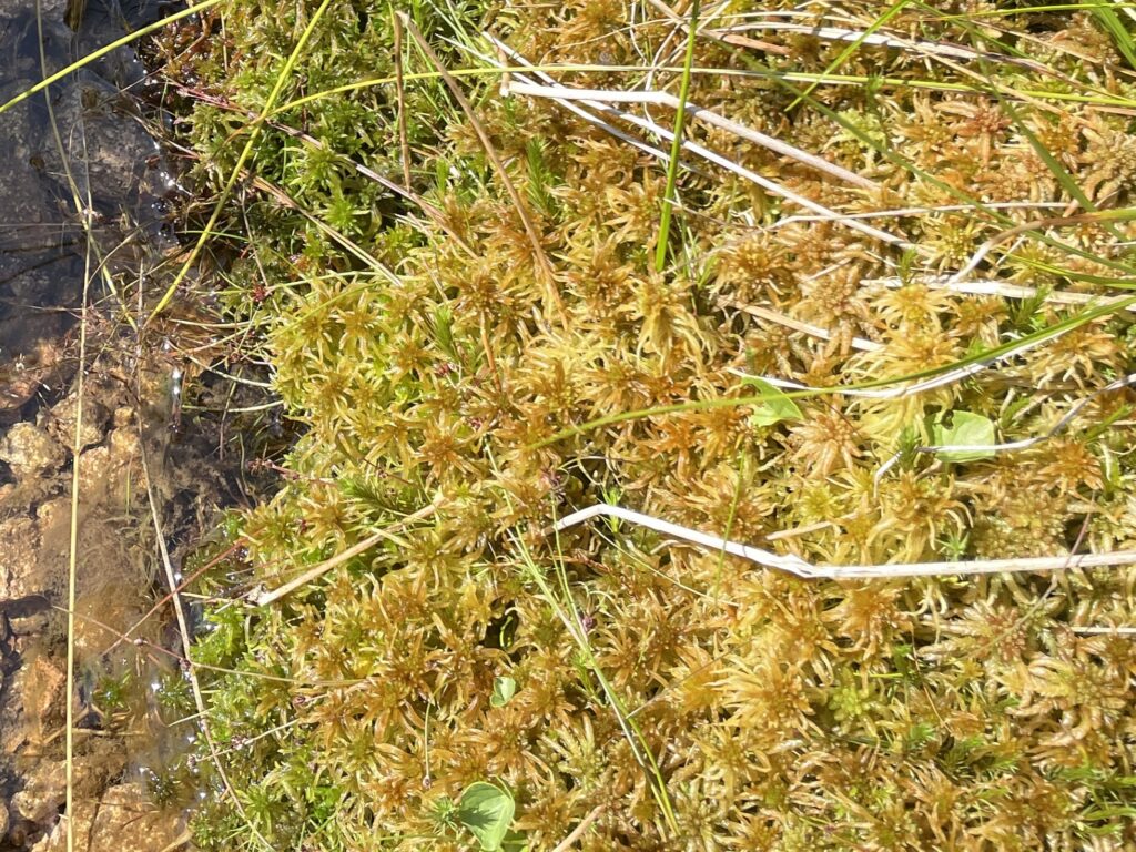Sphagnum flexuosum