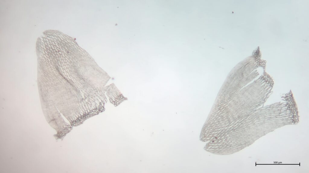 Stammblatt von Sphagnum flexuosum